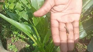 MANAGING FALL ARMYWORM IN MAIZE [upl. by Bridgid]