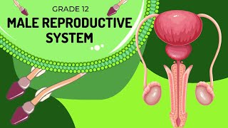 Male reproduction system  Structures and Function [upl. by Thirzia199]