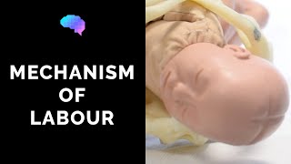 Mechanism of Labour amp Fetal Positions  OSCE Guide  UKMLA  CPSA [upl. by Airamahs]