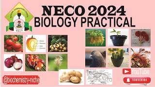 NECO 2024  BIOLOGY PRACTICAL SPECIMENS [upl. by Deelaw]