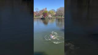 Skimboarding Across the Boston Commons Pond boston skimboarding fail [upl. by Anitnuahs207]