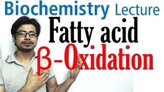 Beta oxidation of fatty acids  Fatty acid metabolism lecture 1 [upl. by Backler244]