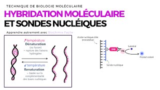 HYBRIDATION MOLÉCULAIRE ET SONDES NUCLÉIQUES  Biochimie Facile [upl. by Violeta510]