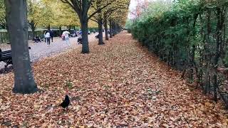 autumn in Regents Park London October 2024 autumn seasons sun parks trails rspb trees [upl. by Crispas]