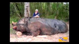 HOGZILLA The Largest Hog EVER Hogzilla and an 11yr old Kill a 1150 lb wild hog [upl. by Missak]