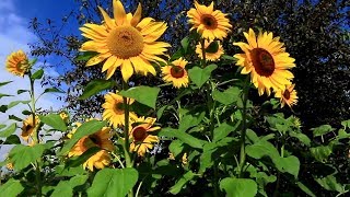 198 Days How to Plant Grow and Care for Sunflower Plants🌻🌻🌻 [upl. by Llenrev]