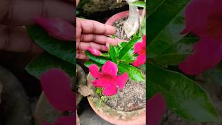 Mandevilla plant mandevilla shortvideo viralshort gorakhpurgarden garden [upl. by Ihculo60]