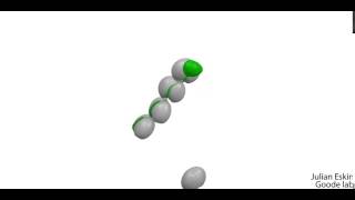 Actin nucleation by Spire [upl. by Tisdale]