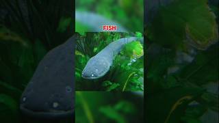 Why You Should Never Touch An Electric Eel [upl. by Ambie]