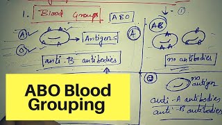 ABO blood grouping system  Blood grouping class 11  Body fluids and circulation class 11 NCERT [upl. by Hagi]