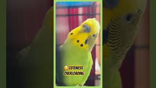 Parakeet chirping sounds Cute bird singing  budgie chatter birds shorts pets [upl. by Neetsirhc]