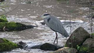 Garza real Ardea cinerea en un río [upl. by Nnorahs934]