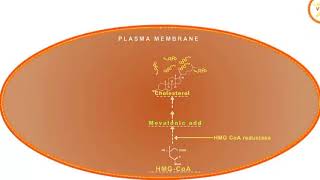 Statin drugs mechanism of action HMG CoA reductase inhibitors [upl. by Bjork]