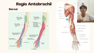 Anatomi Regio Antebrachii dan Manus [upl. by Daenis]