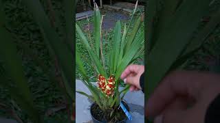 Oncidium heaven scent redolence [upl. by Anahir297]