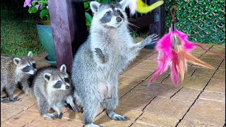 Baby Raccoons are Playing and Eating Cheetos  Dog Cat TV [upl. by Idram]