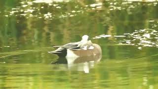 American wigeon  Humber Bay Park Toronto [upl. by Manning]