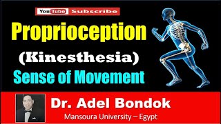 Pathway of Proprioception Kinesthesia Dr Adel Bondok [upl. by Moriah822]