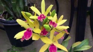 Orchid Extravaganza at Longwood Gardens [upl. by Kella]