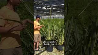 Le Phormium plante aux feuilles érigées et colorées [upl. by Kiele]