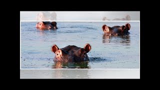 Hippo Poop Is Literally Suffocating Fish [upl. by Ratcliffe]