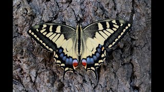 METAMORPHOSIS Swallowtail butterfly lifecycle [upl. by Dino534]