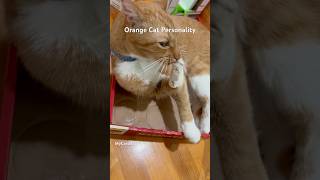 Orange Cat Personality orangecatbehavior orangecat catlover kitties [upl. by Arodal909]