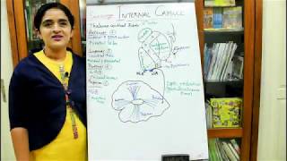 NEUROANATOMYWHITE MATTERPART5THE INTERNAL CAPSULE 2DR ROSE JOSE MD [upl. by Sibella772]