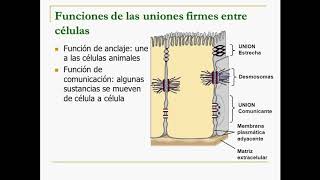 Biología 2º T6Diferenciaciones de la membrana [upl. by Bigod]