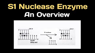 S1 Nuclease Enzyme An Overview [upl. by Yllus]