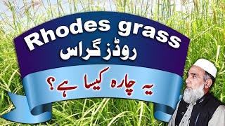 Feasibility of Rhodes grass as fodder  Crop Reformer [upl. by Aleda]