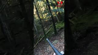 Tir dun grand cerf dans les Vosges  Avezvous déjà tiré sur un cerf  chasse animaux [upl. by Airet541]