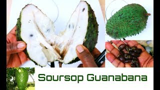 Soursop Fruit How To Cut And Eat Guanabana Exotic Fruit [upl. by Halika]