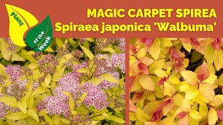 MAGIC CARPET SPIREA  Spiraea japonica Walbuma [upl. by Sirkin378]