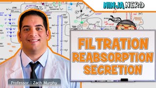 Renal  Filtration Reabsorption and Secretion Overview [upl. by Akinohs]