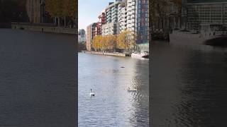 Canary Wharf📍South Quay 🦢 Sunny day in London ☀️ london canarywharf trendingshorts shorts [upl. by Kimmel195]