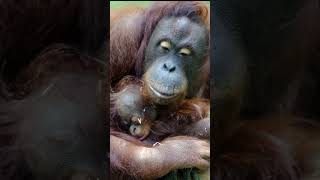 Orangutan Baby Jolts Awake In Surprise [upl. by Carly527]