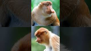 Who is the Proboscis Monkey [upl. by Lusa]