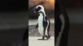 Penguins Masters of the Icy Realms shortvideo shortsviral penguins [upl. by Katrinka]