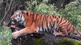 Sibirischer Tiger Jegor und Chinesischer Leopard Julius  Tierpark Hellabrunn [upl. by Nyliahs78]