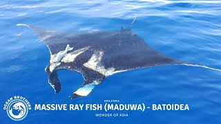 Massive Ray Fish Maduwa  Batoidea  Very Rare Fish  Ocean Brothers  SriLanka 🌊 🐟 [upl. by Elish]