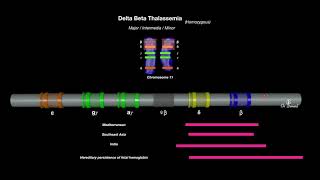 The Epsilon Gamma Delta Beta Thalassemias [upl. by Aicilyhp253]