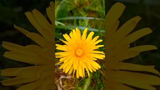 ¿Conocéis las propiedades del diente de león ✨ Taraxacum officinale [upl. by Tadashi]