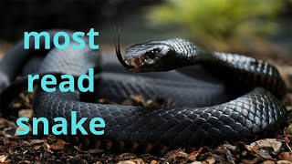 9 most venomous snakes in the world [upl. by Cadman]