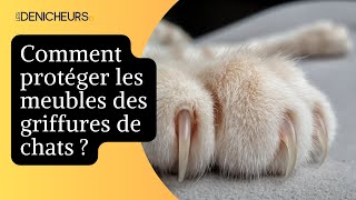 🛋️ Comment protéger les meubles des griffures de chats  🐈 [upl. by Annirak]