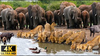 4K African Wildlife Survival of Wild Animals in Ngorongoro National Park With Real Sounds 4K Video [upl. by Tegirb]