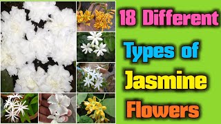 18 Types of Jasmine flowers for Fragrance and beautiful garden [upl. by Masera]