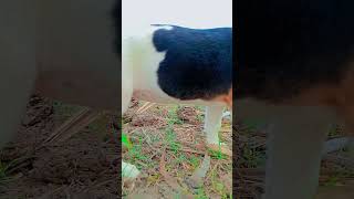 Beagle dog 🐕shoryoutube dog doglover dogshorts dogtraining3monthbeaglepuppyviralshort puppy [upl. by Ardell]