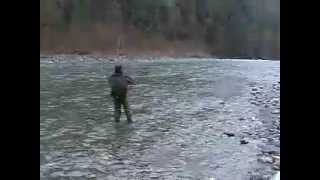 Fly Fishing for steelhead on the Vedder river [upl. by Ansley]