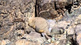 Viscacha Lagidium viscacia [upl. by Ajan]